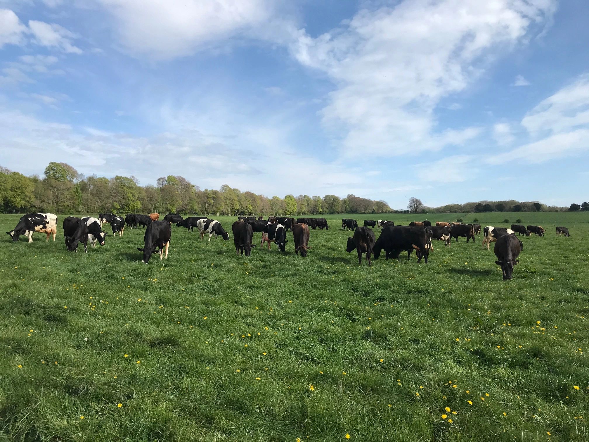 Tiller Farm Consultancy Farm Consultants, Dairy Consultancy